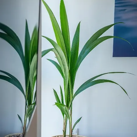 Vitamin Sea Studio Apartment
